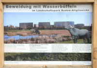 Wasserbüffel im Landschaftspark Rudow-Altglienicke