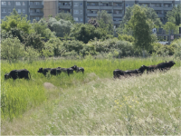 3. Juni 2025: Almauftrieb Landschaftspark Rudow Altglienicke