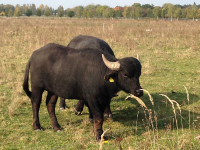 Wasserbüffel im Landschaftspark Rudow-Altglienicke