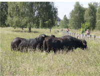 3. Juni 2025: Almauftrieb Landschaftspark Rudow Altglienicke